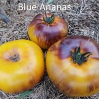 Ananas Blue